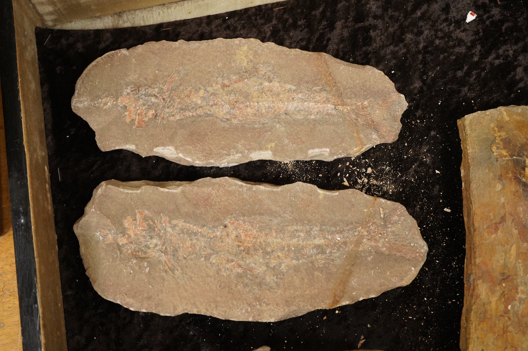 A selection of Natural History specimens to include a mammoth tooth, mammoth tusk fragments, mammoth toe bone, Megalodon tooth and a fish fossil in matrix, contained within an ebonised display cabinet